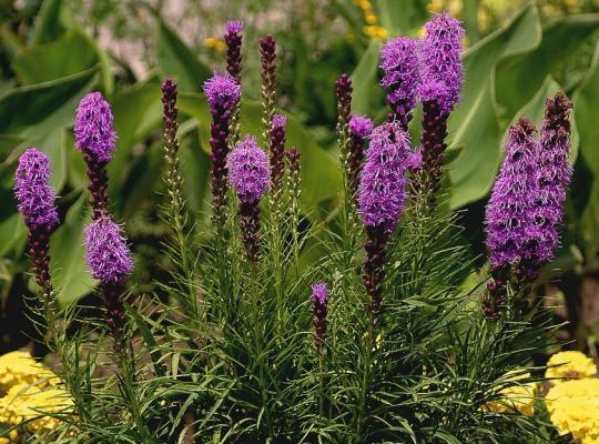 Liatris spicata Kobold