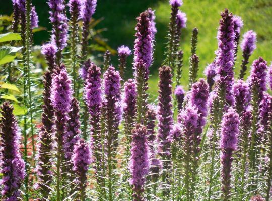 Liatris spicata