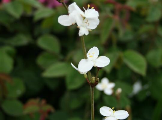 Libertia grandiflora