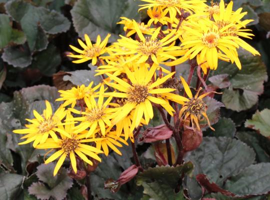 Ligularia d. 'Britt-Marie Crawford'