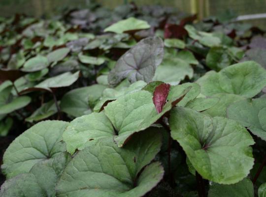 Ligularia dentata 'Desdemona'