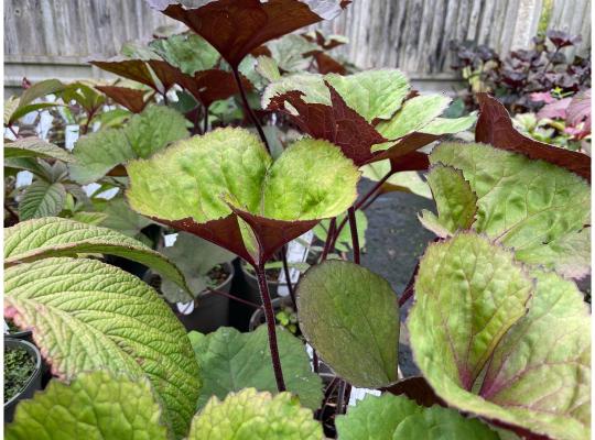 Ligularia dentata 'Midnight Lady'