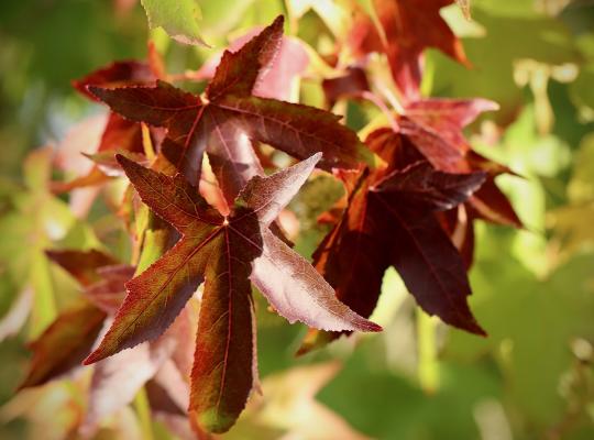 Liquidambar styraciflua Slender Silhouette