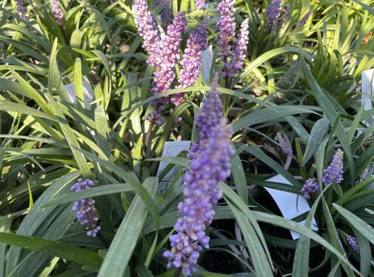 Liriope muscari Big Blue