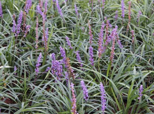 Liriope muscari moneymaker discount