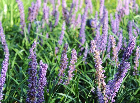 Liriope muscari Moneymaker