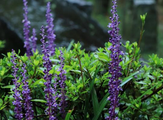 Liriope muscari