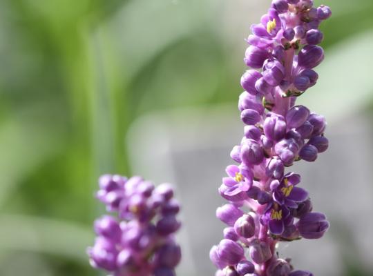 Liriope muscari Royal Purple