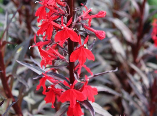 Lobelia cardinalis Queen Victoria