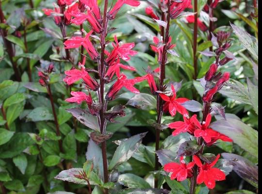 Lobelia x spec. Scarlet Princess