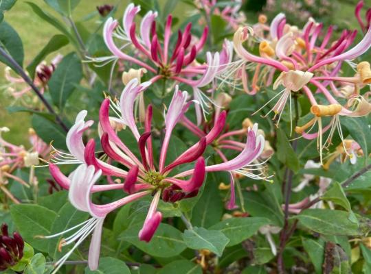 Lonicera per. 'Belgica'