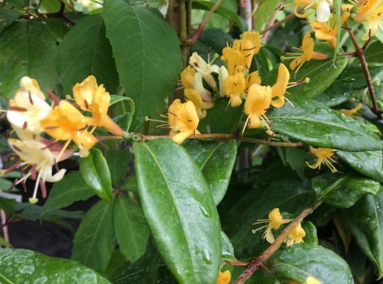 Lonicera henryii Copper Beauty