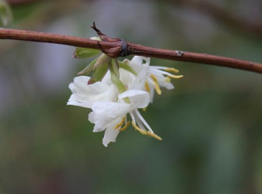 Lonicera fragrantissima