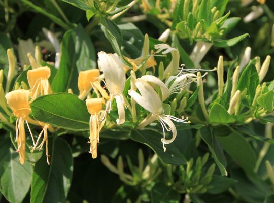 Lonicera japonica Hall's Prolific