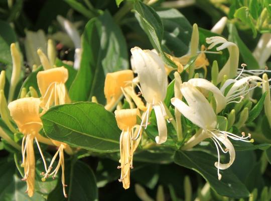 Lonicera  japonica Halliana