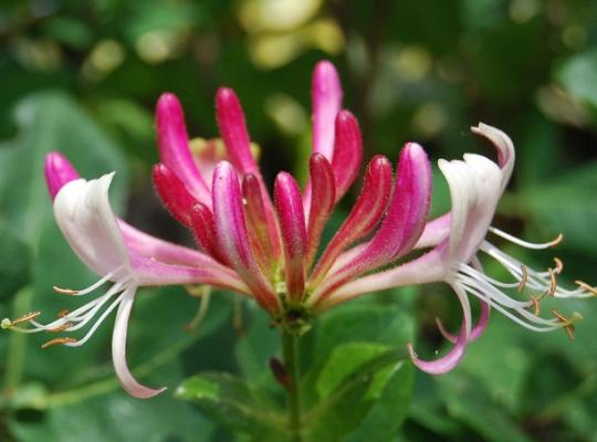 Lonicera  periclymenum Serotina