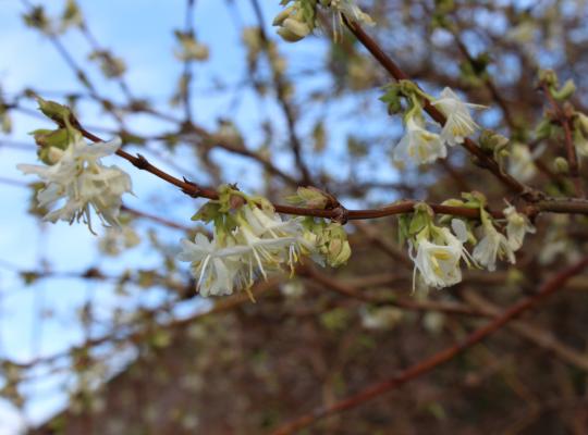 Lonicera purpusii 'Winter Beauty'