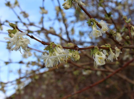 Lonicera x purpusii Winter Beauty