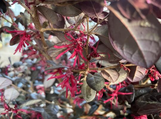 Loropetalum chinense Black Pearl