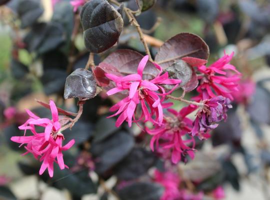 Loropetalum chinense var. rubrum Fire Dance