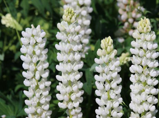 Lupinus 'Gallery White'