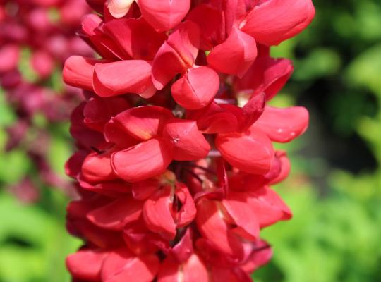 Lupinus 'Beefeater'