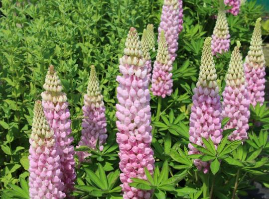 Lupinus Blossom