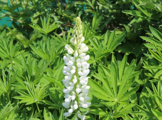 Lupinus Camelot White