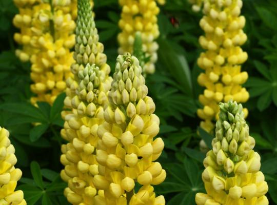 Lupinus 'Desert Sun'