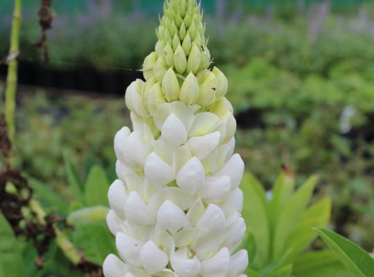 Lupinus 'Polar Princess'