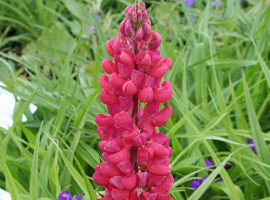 Lupinus 'Red Rum'