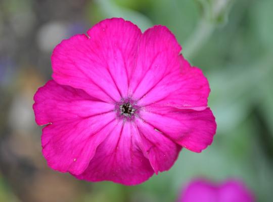 Lychnis coronaria atrosanguineum