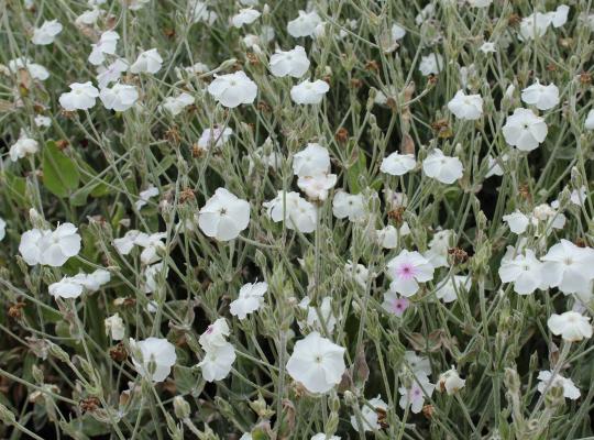 Lychnis coronaria 'Alba'