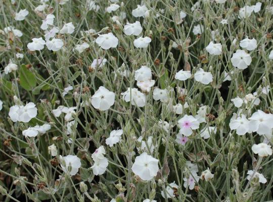 Lychnis coronaria Alba