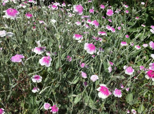 Lychnis coronaria Oculata