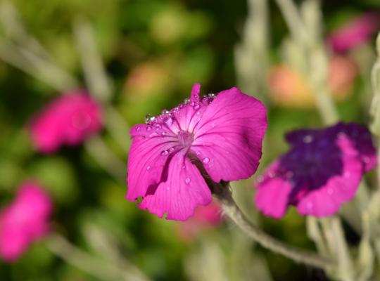 Lychnis coronaria