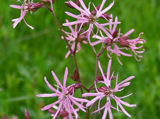 Lychnis flos-cuculi