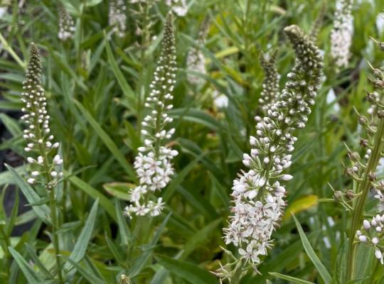 Lysimachia ephemerum