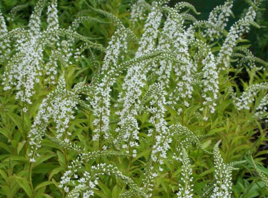 Lysimachia Snow Candles