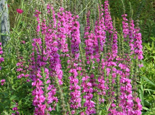 Lythrum salicaria 'Firecandle'