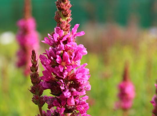 Lythrum salicaria Robert