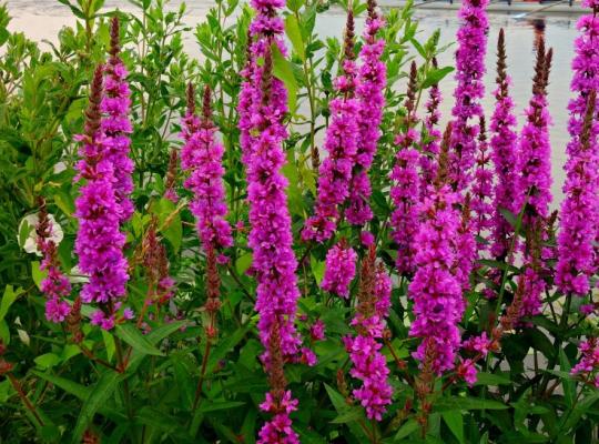 Lythrum salicaria The Beacon