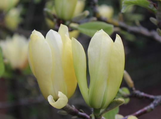 Magnolia Butterflies