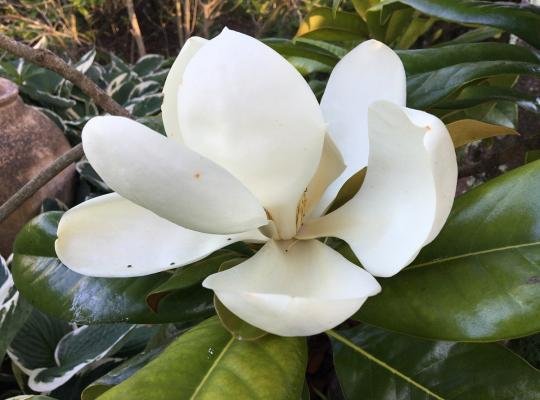 Magnolia grandiflora