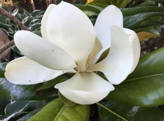 Magnolia grandiflora Exmouth