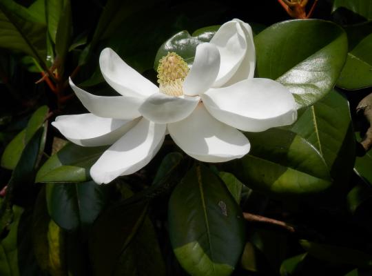 Magnolia grandiflora Ferruginea