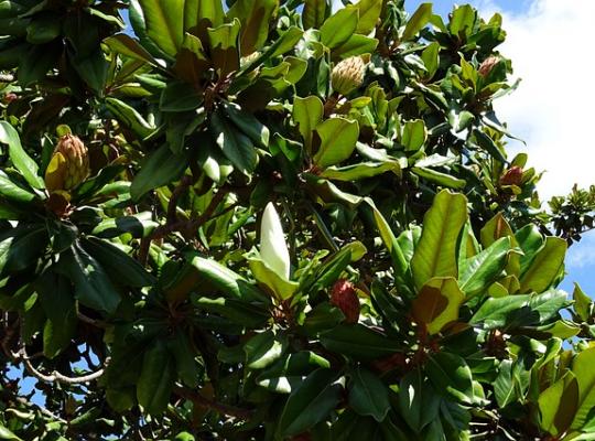 Magnolia grandiflora Gallisoniere