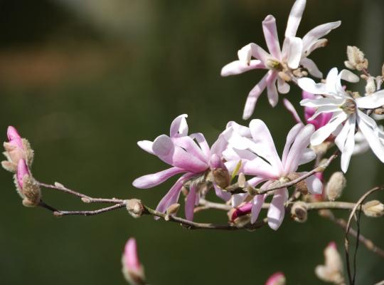 Magnolia x loebneri Leonard Messel