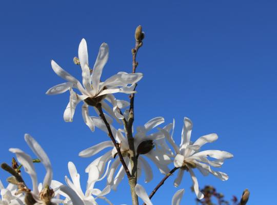 Magnolia Stellata