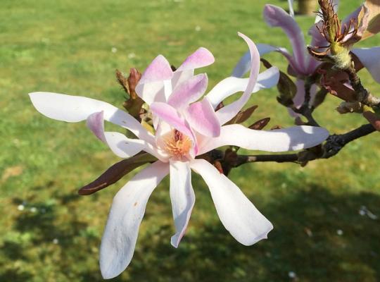 Magnolia stellata Rosea